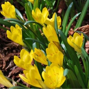 Crocus d'automne, bulbe à floraison jaune, feuillage persistant en hiver
