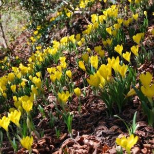 Crocus d'automne, bulbe à floraison jaune, feuillage persistant en hiver