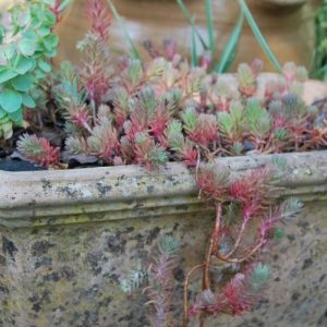 Terrasse et balcon, les meilleurs plantes