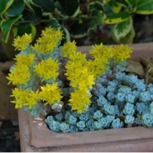 Terrasse et balcon, les meilleurs plantes