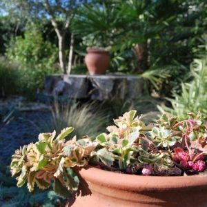 Terrasse et balcon, les meilleurs plantes