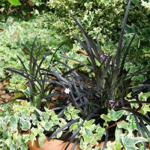 Terrasse et balcon, les meilleurs plantes