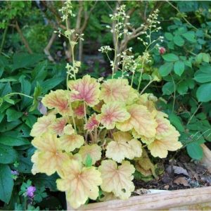 Terrasse et balcon, les meilleurs plantes