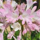 Agapanthe 'Blush Pink' à floraison blanche, teinté de rose. Bordure, culture en pot, terrasse et balcon