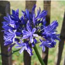 Agapanthe bleu foncé, lis africain, plante vivace originaire d'Afrique du Sud