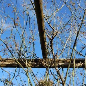 Atelier taille de rosiers. Pépinière Lavandin paysage