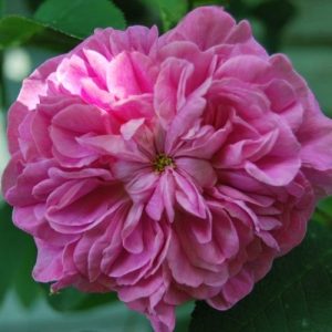 Atelier taille de rosiers. Pépinière Lavandin paysage