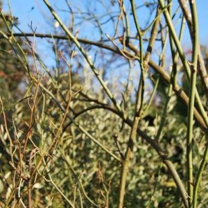 Atelier taille de rosiers. Pépinière Lavandin paysage