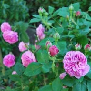 Atelier taille de rosiers. Pépinière Lavandin paysage