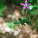 Géranium oxonianum 'Southcombe Star', géranium vivace à floraison rose carmin