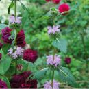 Phlomis tuberosa, une plante de soleil très résistante à la sécheresse
