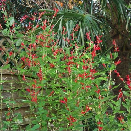 Sauge ananas, Salvia elegans, floraison d'automne, plante comestible