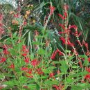 Sauge ananas, Salvia elegans, floraison d'automne, plante comestible