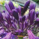 Agapanthe à floraison estivale, bleu foncé, presque noir. Production artisanale