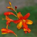 crocosmia 'Jackanapes' appelé aussi montbretia. Plante bulbeuse à floraison bicolore