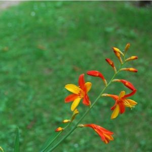 crocosmia 'Jackanapes' appelé aussi montbretia. Plante bulbeuse à floraison bicolore
