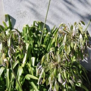 Comment entretenir les agapanthes dont la floraison est terminée ?