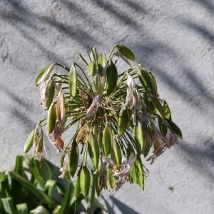 Comment entretenir les agapanthes dont la floraison est terminée ?