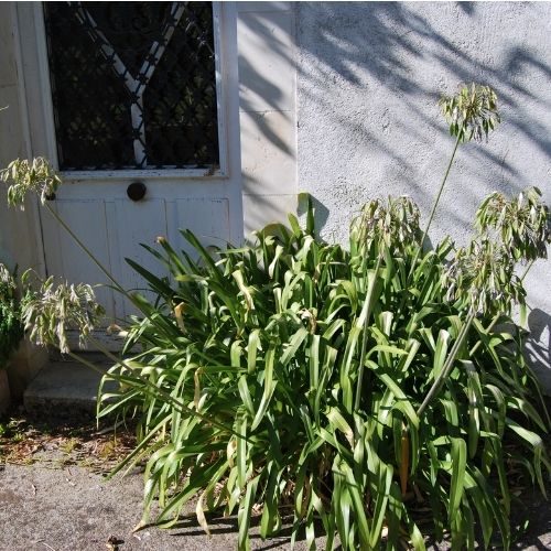 Comment entretenir les agapanthes dont la floraison est terminée ?