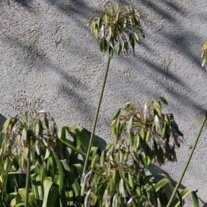 Comment entretenir les agapanthes dont la floraison est terminée ?