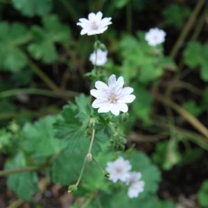 Géranium des Pyrénées à floraison blanche. Plante vivace.