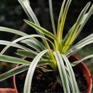 Liriope muscari 'Silvery Sunproof' à feuillage panaché persistant. Plante d'ombre sèche.