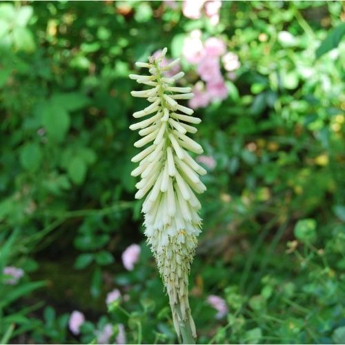 Kniphofia citrina, plante vivace rustique à floraison abondante jaune en juin. Massif champêtre. Très résistant à la chaleur