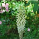 Kniphofia citrina, plante vivace rustique à floraison abondante jaune en juin. Massif champêtre. Très résistant à la chaleur