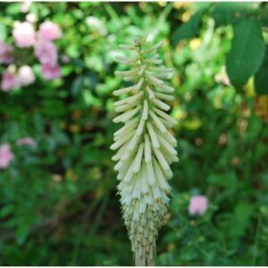 Kniphofia citrina, plante vivace rustique à floraison abondante jaune en juin. Massif champêtre. Très résistant à la chaleur