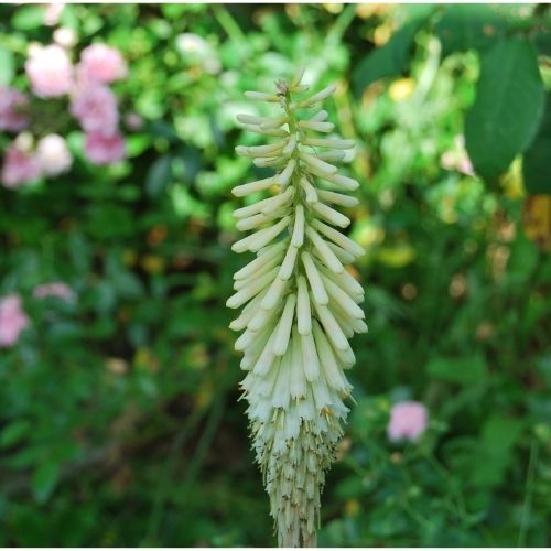 Kniphofia citrina, plante vivace rustique à floraison abondante jaune en juin. Massif champêtre. Très résistant à la chaleur