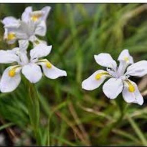 Iris henryi, Iris dabashanensis, Iris nain, ombre et mi-ombre