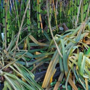 5 conseils pour conserver vos agapanthes après une forte gelée !