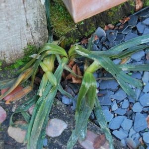 5 conseils pour conserver vos agapanthes après une forte gelée !