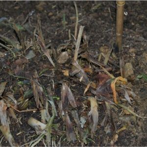 5 conseils pour conserver vos agapanthes après une forte gelée !