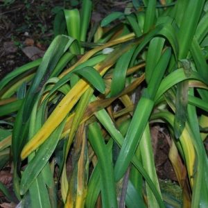 5 conseils pour conserver vos agapanthes après une forte gelée !