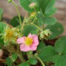 Fraisier 'Pink Panda', floraison rose vif, fraisier couvre-sol, fruit comestible