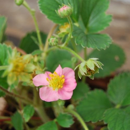 Fraisier 'Pink Panda', floraison rose vif, fraisier couvre-sol, fruit comestible