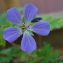 Geranium 'Johnson's Blue', un classique à floraison bleu, floraison d'été