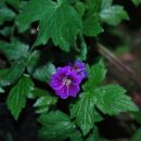 Géranium nodosum 'Tony's Talisman ', excellent Géranium vivace couvre-sol pour ombre sèche, à floraison bleu-violet magenta tout l'été