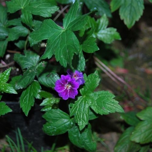 Géranium nodosum 'Tony's Talisman ', excellent Géranium vivace couvre-sol pour ombre sèche, à floraison bleu-violet magenta tout l'été