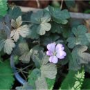 Géranium à forme compacte, feuillage bronze, fleurs roses