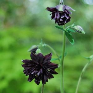 Ancolie de jardin champêtre, à floraison presque noir. Aquilegia vulgaris 'Black Barlow'