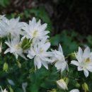 Ancolie de jardin champêtre, à floraison blanc double. Aquilegia vulgaris 'Clementine White'