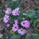 Aster d'automne rose semi-double, floraison généreuse. Aster n.b 'Henriette'