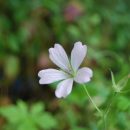 Géranium vivace à floraison blanche, idéal en ombre légère
