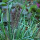 Pennisetum alopecuroides 'Black Beauty', Herbe aux écouvillons, graminées aux épis brun-noir