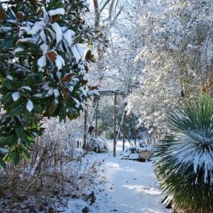 Quelques nouvelles de la pépinière Lavandin Paysage cet hiver 2026