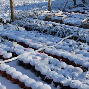 Quelques nouvelles de la pépinière Lavandin Paysage cet hiver 2026