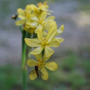 Sisyrinchium palmifolium, feuillage persistant, ressemble à un iris. Floraison jaune d'or au printemps