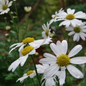 Chrysanthème de jardin, plante vivace à floraison blanche pure en automne. Rustique, bouquets champêtre. Chrysanthemum arcticum 'Stella'